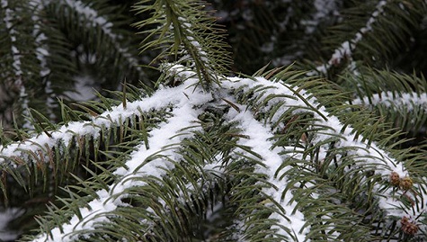 Tuyết rải khắp lối đi và đọng dày trên các phiến lá.